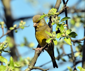 Зеленушка / весна, птицы
