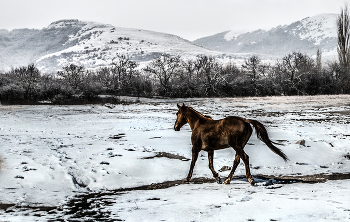 Отпустили порезвиться / Крым