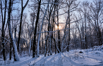 Зимний день / Лесопарк Юрьева горка, Витебск.