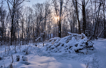 Зимний день 2 / Лесопарк Юрьева горка, Витебск.