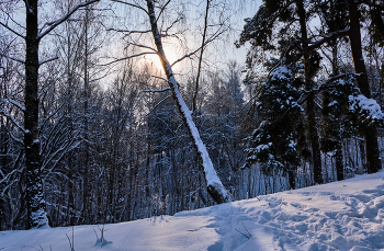 Зимний день 3 / Витебск, лесопарк Юрьева горка.