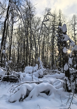 Зимний лес. / ***