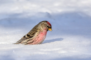 Чечётка. / ***