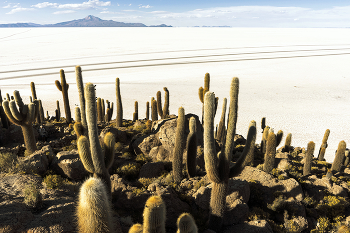 Остров кактусов / Солончак Уюни