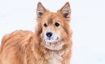 Морозный день. / ***