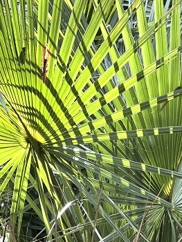 &nbsp; / Saw palmetto palm tree leaves