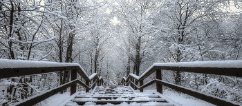 Лестница. / Парк природного заказника реки Сетунь.