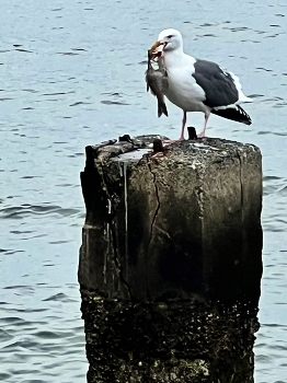 &nbsp; / A seagull caught a large fish