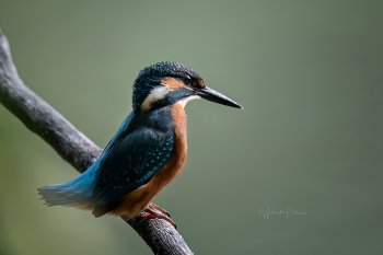 Это зимородок / Живая природа