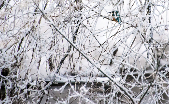 Зимородок охотится... / ***