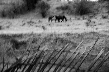 ходют кони... / описание...