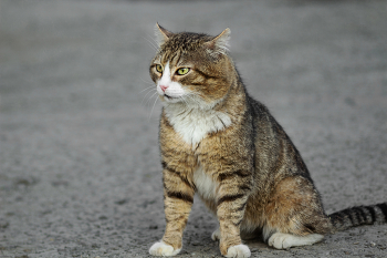 "Гроза района" / Порода: по внешнему виду кот напоминает беспородного питомца, так как табби — очень распространённый окрас среди смешанных пород. Однако похожие черты встречаются и у некоторых пород: сибирская кошка, мейн-кун, британская короткошёрстная и другие. Кот, как оказалось, домашний, но находится постоянно на самовыгуле. Узнал из случайной встречи с его хозяевами. На самом деле гроза района, так как многие хозяева своих котов и кошек жалуются на него, что, мол, бьет их питомцев. Ну и вообще ведет себя как пахан. Это третья фотосессия с ним. Проживает в квартире, как возвращается домой — не интересовался. Возможно, ждет, когда кто-нибудь откроет дверь из соседей по подъезду.