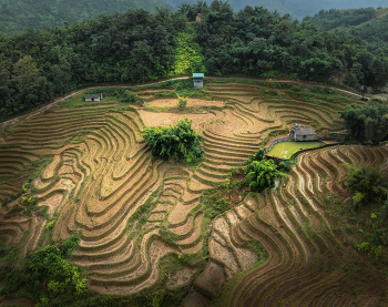 Рисовые террасы Вьетнама / Провинция Лао Кай (Lào Cai). Вьетнам. 06 ноября 2025