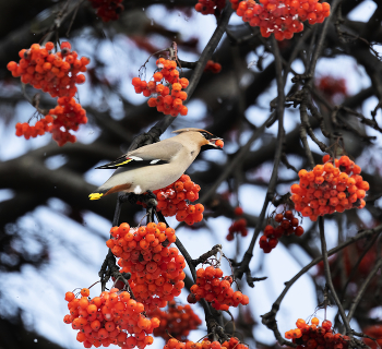 &nbsp; / зимнее лакомство свиристели