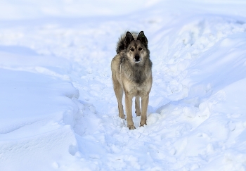 На зимней тропе / Собаку зовут Серёга