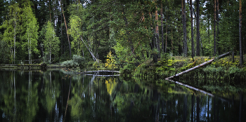 Здесь воздух пахнет хвоей.... и свежестью лесной... / ...