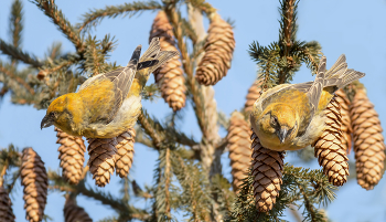Клёст - еловик. / Самки.
Самцы яркие, а самок не так просто заметить на елях, тем более птицы на макушках деревьев, т. к. шишки там.