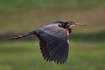 Серая цапля / ***
