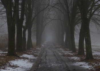 Туманное утро / Зимняя аллея