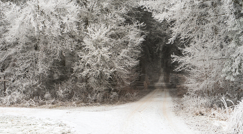 Развилка на опушке леса / ***