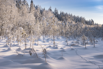 На краю болота. / Январские прогулки