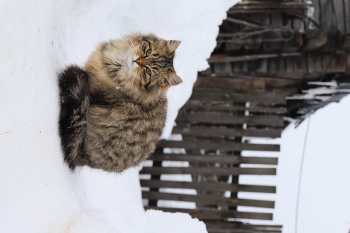 хозяйка подворья / животные дом зима снег деревня кот