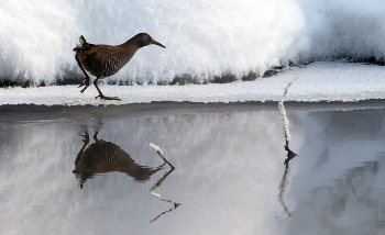 Водяной пастушок. / ***