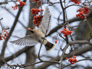 &nbsp; / Как всегда встреча со свиристелями произошла совершенно неожиданно на оживленной городской улице. Их ненасытная стая насчитывала более сотни птиц и за сорок минут до последней ягодки очистила роскошную рябину.