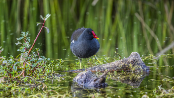 &nbsp; / Камышница. Снято в парке Аяркон