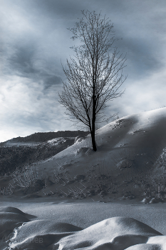 Одинокое деревце / Где - то