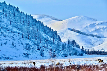 Меж отрогов Саянского горного хребта / Сибирь, Россия.
 Тоджа. Тува (Тыва).