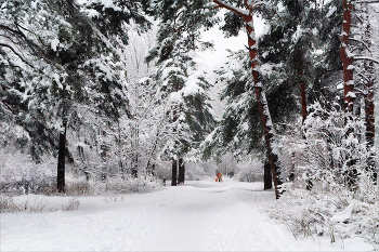 Зимняя прогулка... / ... на любимой аллее.