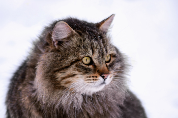 "Сибиряк" / Особенности породы :
* Сибирские кошки известны своей выносливостью, крепким телосложением и развитыми охотничьими инстинктами.
* Благодаря густому подшёрстку они хорошо переносят холод.
* Такие кошки обычно отличаются независимым, но преданным характером.