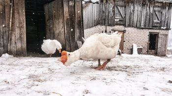 Жизнь вокруг / ***