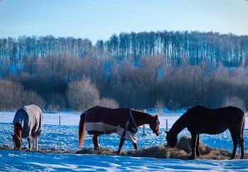 Тематический пейзаж / Между Калугой и Москвой