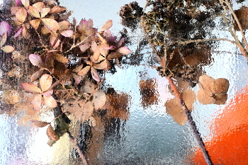 Гортензии. / ***