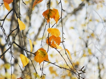 Осенний этюд / ***