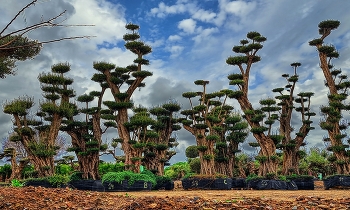 &nbsp; / Vinyols i els Arcs - Garden (oliveres) - Baix Camp