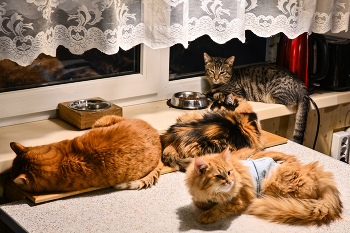 бОльшая половина моих питомцев / ***