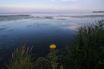 Желтое и синее / ***
