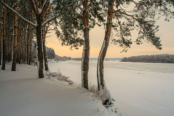 Лес на берегу Оки. / ***