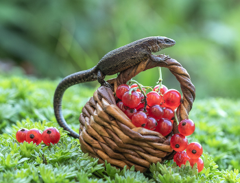 Добытчица) / Добытчица)