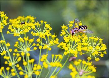 На укропе... / ***