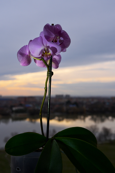 &nbsp; / Приболел и сижу дома. Поэтому вот так
