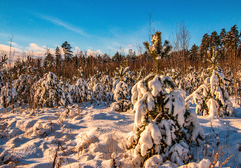 Проглянуло солнышко. / Снято в пригородном лесу у города Калуга.