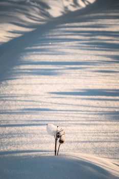 Январь / Репей