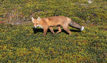 "Комендант" Заяцкого острова / Соловецкий архипелаг, остров Заяцкий