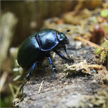 Странник лесных дорог. / Навозник Лесной - Anoplotrupes stercorosus.