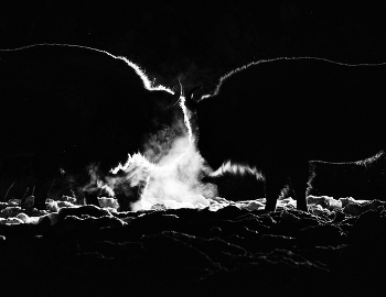 I'll Meet You at Midnight (Я встречу тебя в полночь) / Деревня Ягодное. ГПЗ "Калужские засеки". Калужская область. 17 января 2026