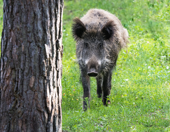Встречный / ***